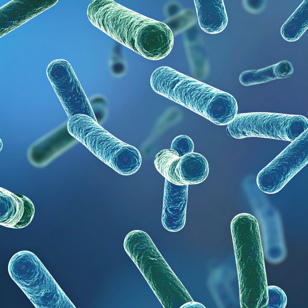 Lactobaccilus Gasseri 1B CFU