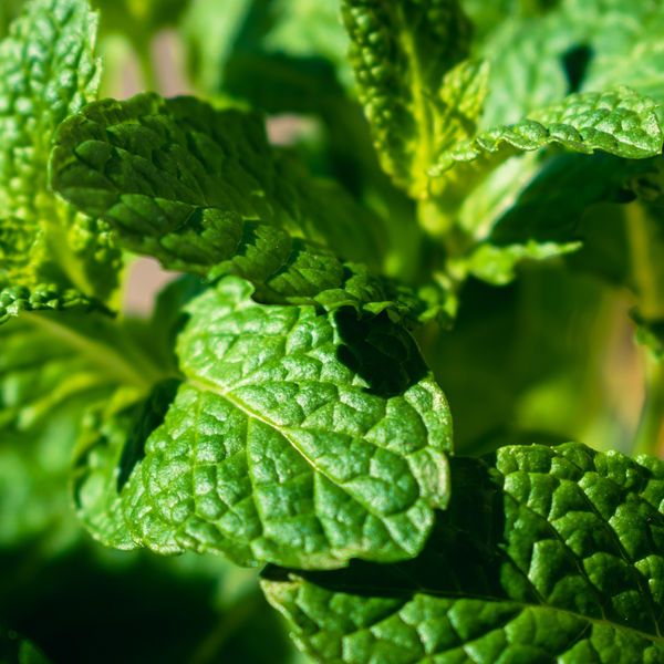 Peppermint Leaf Powder 50mg